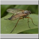 Rhagio sp - Schnepfenfliege 01a.jpg